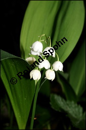 Gewöhnliches Maiglöckchen, Convallaria majalis, Liliaceae/Convallariaceae, Convallaria majalis, Gewöhnliches Maiglöckchen, Beblättert Kauf von 00513convallaria_majalisimg_2111.jpg