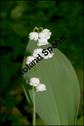 Gewöhnliches Maiglöckchen, Convallaria majalis, Liliaceae/Convallariaceae, Convallaria majalis, Gewöhnliches Maiglöckchen, Beblättert Kauf von 00513convallaria_majalisimg_2112.jpg