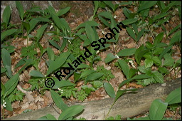 Gewöhnliches Maiglöckchen, Convallaria majalis, Liliaceae/Convallariaceae, Convallaria majalis, Gewöhnliches Maiglöckchen, Beblättert Kauf von 00513convallaria_majalisimg_2118.jpg