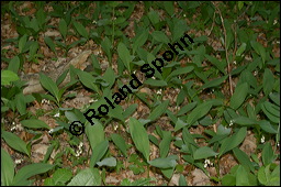 Gewöhnliches Maiglöckchen, Convallaria majalis, Liliaceae/Convallariaceae, Convallaria majalis, Gewöhnliches Maiglöckchen, Beblättert Kauf von 00513convallaria_majalisimg_2119.jpg
