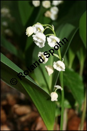 Gewöhnliches Maiglöckchen, Convallaria majalis, Liliaceae/Convallariaceae, Convallaria majalis, Gewöhnliches Maiglöckchen, Beblättert Kauf von 00513convallaria_majalisimg_2130.jpg