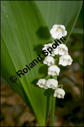 Gewöhnliches Maiglöckchen, Convallaria majalis, Liliaceae/Convallariaceae, Convallaria majalis, Gewöhnliches Maiglöckchen, Beblättert Kauf von 00513convallaria_majalisimg_2131.jpg