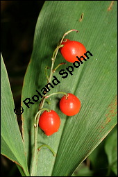 Gewöhnliches Maiglöckchen, Convallaria majalis, Liliaceae/Convallariaceae, Convallaria majalis, Gewöhnliches Maiglöckchen, Beblättert Kauf von 00513convallaria_majalisimg_4041.jpg