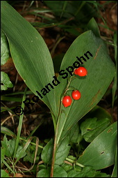 Gewöhnliches Maiglöckchen, Convallaria majalis, Liliaceae/Convallariaceae, Convallaria majalis, Gewöhnliches Maiglöckchen, Beblättert Kauf von 00513convallaria_majalisimg_4043.jpg