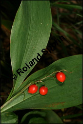 Gewöhnliches Maiglöckchen, Convallaria majalis, Liliaceae/Convallariaceae, Convallaria majalis, Gewöhnliches Maiglöckchen, Beblättert Kauf von 00513convallaria_majalisimg_4044.jpg