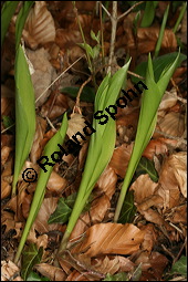 Gewöhnliches Maiglöckchen, Convallaria majalis, Liliaceae/Convallariaceae, Convallaria majalis, Gewöhnliches Maiglöckchen, Beblättert Kauf von 00513convallaria_majalisimg_6432.jpg