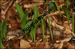 Gewöhnliches Maiglöckchen, Convallaria majalis, Liliaceae/Convallariaceae, Convallaria majalis, Gewöhnliches Maiglöckchen, Beblättert Kauf von 00513convallaria_majalisimg_6433.jpg