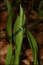 Gewöhnliches Maiglöckchen, Convallaria majalis, Liliaceae/Convallariaceae, Convallaria majalis, Gewöhnliches Maiglöckchen, Beblättert Kauf von 00513convallaria_majalisimg_6435.jpg