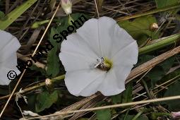 Acker-Winde, Convolvulus arvensis, Convolvulaceae, Convolvulus arvensis, Acker-Winde, Blühend Kauf von 00514_convolvulus_arvensis_dsc_3036.jpg