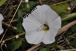 Acker-Winde, Convolvulus arvensis, Convolvulaceae, Convolvulus arvensis, Acker-Winde, Blühend Kauf von 00514_convolvulus_arvensis_dsc_3037.jpg
