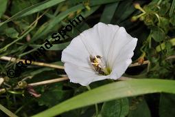 Acker-Winde, Convolvulus arvensis, Convolvulaceae, Convolvulus arvensis, Acker-Winde, Blühend Kauf von 00514_convolvulus_arvensis_dsc_3038.jpg