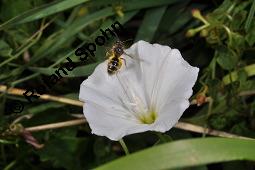 Acker-Winde, Convolvulus arvensis, Convolvulaceae, Convolvulus arvensis, Acker-Winde, Blühend Kauf von 00514_convolvulus_arvensis_dsc_3039.jpg