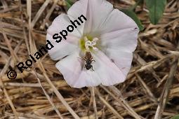 Acker-Winde, Convolvulus arvensis, Convolvulaceae, Convolvulus arvensis, Acker-Winde, Blühend Kauf von 00514_convolvulus_arvensis_dsc_3040.jpg
