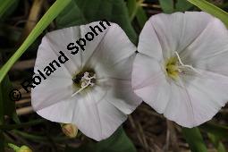 Acker-Winde, Convolvulus arvensis, Convolvulaceae, Convolvulus arvensis, Acker-Winde, Blühend Kauf von 00514_convolvulus_arvensis_dsc_3042.jpg