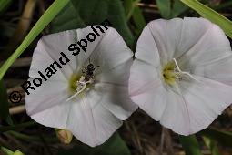 Acker-Winde, Convolvulus arvensis, Convolvulaceae, Convolvulus arvensis, Acker-Winde, Blühend Kauf von 00514_convolvulus_arvensis_dsc_3043.jpg