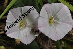 Acker-Winde, Convolvulus arvensis, Convolvulaceae, Convolvulus arvensis, Acker-Winde, Blühend Kauf von 00514_convolvulus_arvensis_dsc_3044.jpg