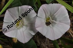 Acker-Winde, Convolvulus arvensis, Convolvulaceae, Convolvulus arvensis, Acker-Winde, Blühend Kauf von 00514_convolvulus_arvensis_dsc_3045.jpg