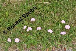 Acker-Winde, Convolvulus arvensis, Convolvulaceae, Convolvulus arvensis, Acker-Winde, Blühend Kauf von 00514_convolvulus_arvensis_dsc_4545.jpg