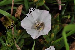 Acker-Winde, Convolvulus arvensis, Convolvulaceae, Convolvulus arvensis, Acker-Winde, Blühend Kauf von 00514_convolvulus_arvensis_dsc_5759.jpg