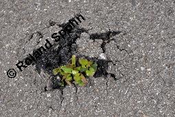 Acker-Winde, Convolvulus arvensis, Convolvulaceae, Convolvulus arvensis, Acker-Winde, Blühend Kauf von 00514_convolvulus_arvensis_dsc_5762.jpg