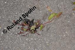 Acker-Winde, Convolvulus arvensis, Convolvulaceae, Convolvulus arvensis, Acker-Winde, Blühend Kauf von 00514_convolvulus_arvensis_dsc_5763.jpg