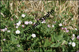 Acker-Winde, Convolvulus arvensis, Convolvulaceae, Convolvulus arvensis, Acker-Winde, Blühend Kauf von 00514convolvulus_arvensisimg_3513.jpg