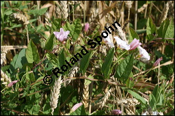 Acker-Winde, Convolvulus arvensis, Convolvulaceae, Convolvulus arvensis, Acker-Winde, Blühend Kauf von 00514convolvulus_arvensisimg_3514.jpg