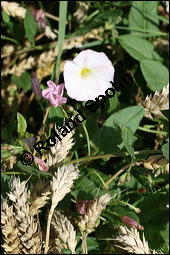 Acker-Winde, Convolvulus arvensis, Convolvulaceae, Convolvulus arvensis, Acker-Winde, Blühend Kauf von 00514convolvulus_arvensisimg_3515.jpg