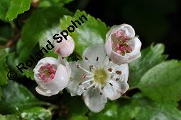 Zweigriffliger Weißdorn, Crataegus laevugata, Rosaceae, Crataegus laevigata, Crataegus oxyacantha, Zweigriffliger Weißdorn, Blühend Kauf von 00522_crataegus_laevigata_dsc_0435.jpg