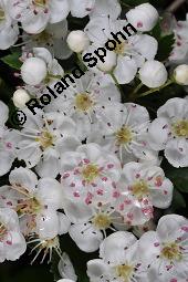 Eingriffeliger Weißdorn, Crataegus monogyna, Rosaceae, Crataegus monogyna, Eingriffeliger Weißdorn, fruchtend Kauf von 00523_crataegus_monogyna_dsc_0478.jpg