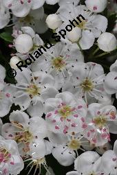 Eingriffeliger Weißdorn, Crataegus monogyna, Rosaceae, Crataegus monogyna, Eingriffeliger Weißdorn, fruchtend Kauf von 00523_crataegus_monogyna_dsc_0479.jpg