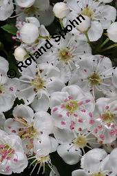 Eingriffeliger Weißdorn, Crataegus monogyna, Rosaceae, Crataegus monogyna, Eingriffeliger Weißdorn, fruchtend Kauf von 00523_crataegus_monogyna_dsc_0480.jpg