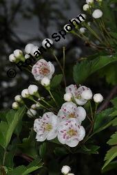 Eingriffeliger Weißdorn, Crataegus monogyna, Rosaceae, Crataegus monogyna, Eingriffeliger Weißdorn, fruchtend Kauf von 00523_crataegus_monogyna_dsc_0489.jpg