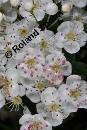 Eingriffeliger Weißdorn, Crataegus monogyna, Rosaceae, Crataegus monogyna, Eingriffeliger Weißdorn, fruchtend Kauf von 00523_crataegus_monogyna_dsc_0496.jpg