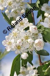 Eingriffeliger Weißdorn, Crataegus monogyna, Rosaceae, Crataegus monogyna, Eingriffeliger Weißdorn, fruchtend Kauf von 00523_crataegus_monogyna_dsc_0589.jpg