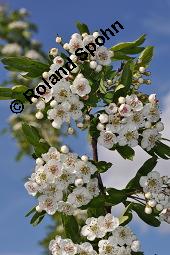 Eingriffeliger Weißdorn, Crataegus monogyna, Rosaceae, Crataegus monogyna, Eingriffeliger Weißdorn, fruchtend Kauf von 00523_crataegus_monogyna_dsc_0590.jpg