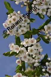 Eingriffeliger Weißdorn, Crataegus monogyna, Rosaceae, Crataegus monogyna, Eingriffeliger Weißdorn, fruchtend Kauf von 00523_crataegus_monogyna_dsc_0591.jpg