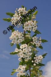 Eingriffeliger Weißdorn, Crataegus monogyna, Rosaceae, Crataegus monogyna, Eingriffeliger Weißdorn, fruchtend Kauf von 00523_crataegus_monogyna_dsc_0592.jpg