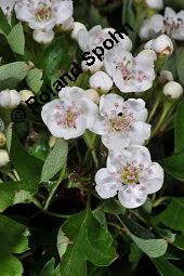 Eingriffeliger Weißdorn, Crataegus monogyna, Rosaceae, Crataegus monogyna, Eingriffeliger Weißdorn, fruchtend Kauf von 00523_crataegus_monogyna_dsc_0815.jpg