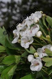 Eingriffeliger Weißdorn, Crataegus monogyna, Rosaceae, Crataegus monogyna, Eingriffeliger Weißdorn, fruchtend Kauf von 00523_crataegus_monogyna_dsc_0816.jpg