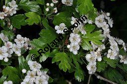 Eingriffeliger Weißdorn, Crataegus monogyna, Rosaceae, Crataegus monogyna, Eingriffeliger Weißdorn, fruchtend Kauf von 00523_crataegus_monogyna_dsc_3800.jpg