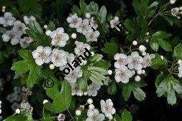 Eingriffeliger Weißdorn, Crataegus monogyna, Rosaceae, Crataegus monogyna, Eingriffeliger Weißdorn, fruchtend Kauf von 00523_crataegus_monogyna_dsc_3801.jpg