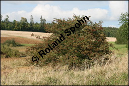 Eingriffeliger Weißdorn, Crataegus monogyna, Rosaceae, Crataegus monogyna, Eingriffeliger Weißdorn, fruchtend Kauf von 00523crataegus_monogynaimg_4059.jpg