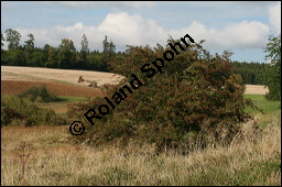 Eingriffeliger Weißdorn, Crataegus monogyna, Rosaceae, Crataegus monogyna, Eingriffeliger Weißdorn, fruchtend Kauf von 00523crataegus_monogynaimg_4060.jpg