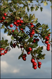 Eingriffeliger Weißdorn, Crataegus monogyna, Rosaceae, Crataegus monogyna, Eingriffeliger Weißdorn, fruchtend Kauf von 00523crataegus_monogynaimg_4062.jpg