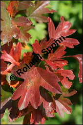 Eingriffeliger Weißdorn, Crataegus monogyna, Rosaceae, Crataegus monogyna, Eingriffeliger Weißdorn, fruchtend Kauf von 00523crataegus_monogynaimg_4141.jpg