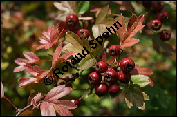 Eingriffeliger Weißdorn, Crataegus monogyna, Rosaceae, Crataegus monogyna, Eingriffeliger Weißdorn, fruchtend Kauf von 00523crataegus_monogynaimg_4143.jpg