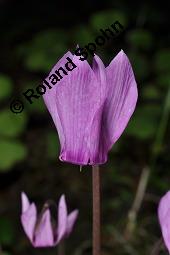 Europäisches Alpenveilchen, Cyclamen purpurascens, Primulaceae, Cyclamen purpurascens, Cyclamen europaeum, Europäisches Alpenveilchen, Habitus blühend Kauf von 00532_cyclamen_purpurascens_dsc_3193.jpg