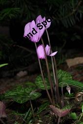 Europäisches Alpenveilchen, Cyclamen purpurascens, Primulaceae, Cyclamen purpurascens, Cyclamen europaeum, Europäisches Alpenveilchen, Habitus blühend Kauf von 00532_cyclamen_purpurascens_dsc_3195.jpg