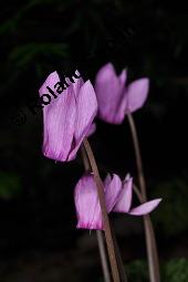 Europäisches Alpenveilchen, Cyclamen purpurascens, Primulaceae, Cyclamen purpurascens, Cyclamen europaeum, Europäisches Alpenveilchen, Habitus blühend Kauf von 00532_cyclamen_purpurascens_dsc_3196.jpg